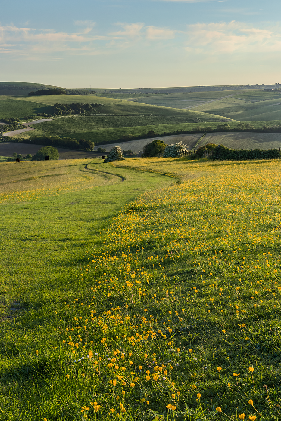 Quintessential scene of a field of buttercups in the heart of the South Downs on a warm summer's evening.