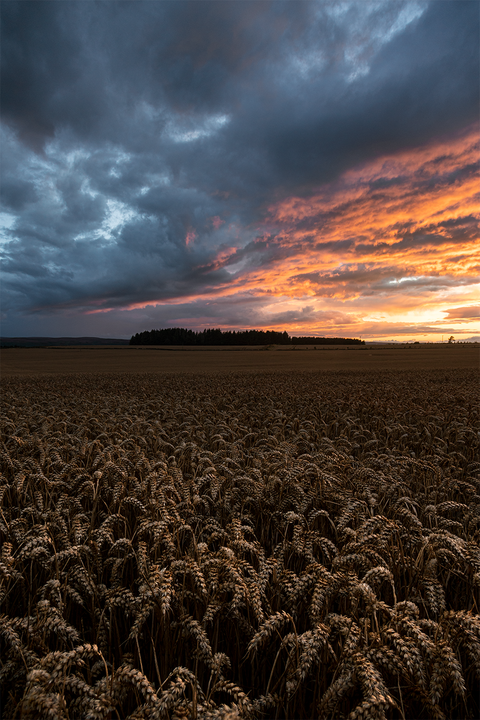 Photographic print of a wheat field beneath a vibrant sunset following the aftermath of a storm.