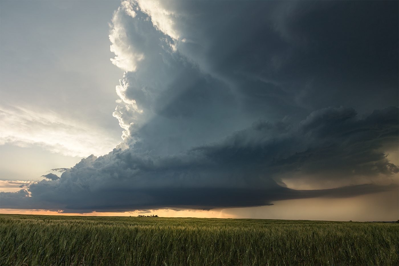 A spectacular supercell over a virgin wheat field at sunset with sunbeams.