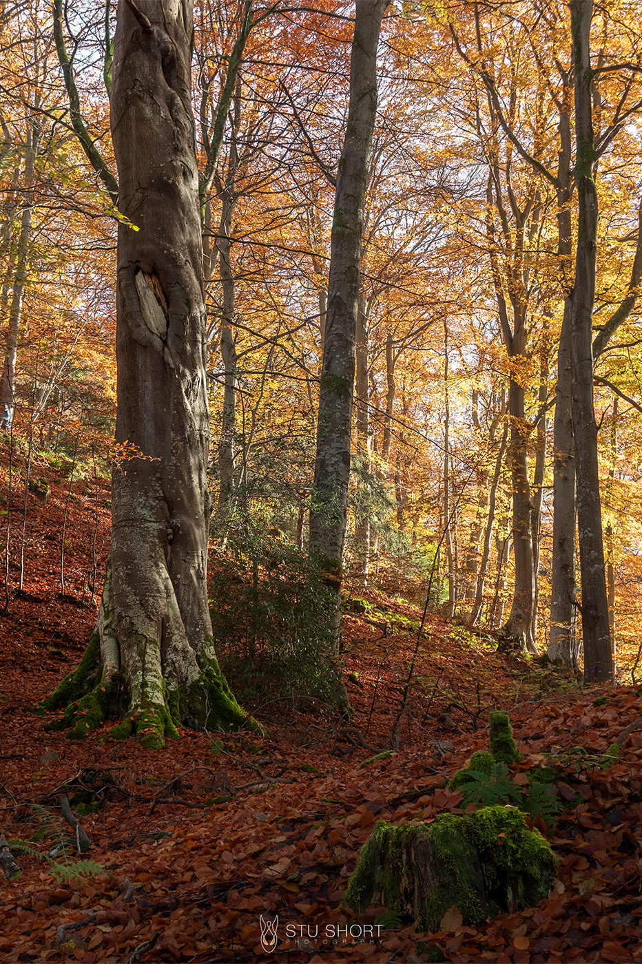 A vibrant autumn forest showcasing colorful trees and fallen leaves, capturing the essence of fall's beauty