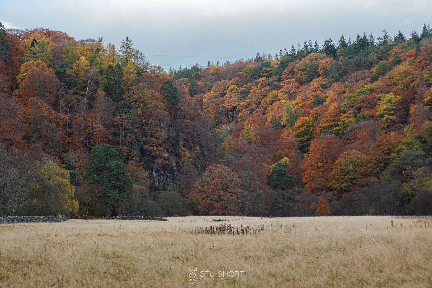 A wideopen empty field of wild grasses sits in the gorge flanked by a dense canopy of vibrant autumn coloured trees.