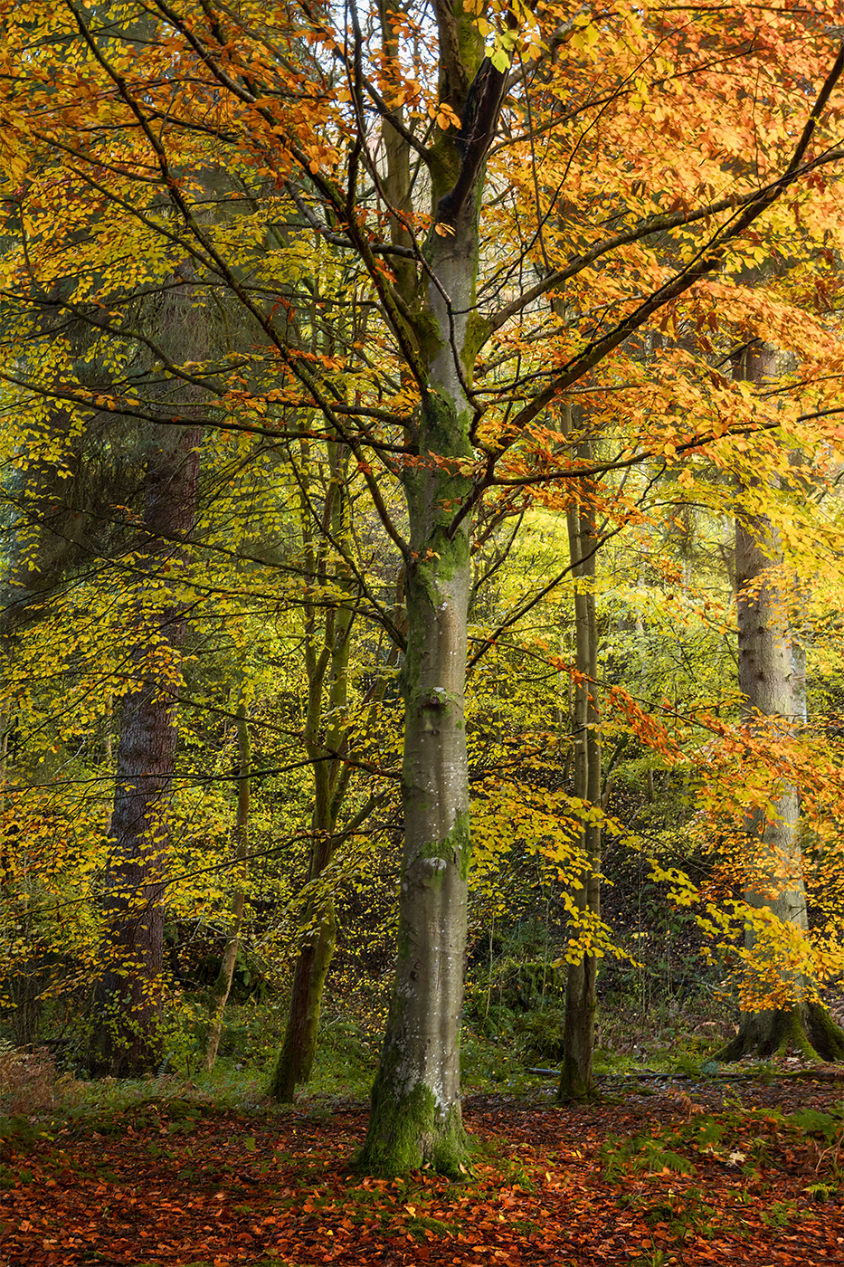 A vibrant tree in a lush forest, adorned with bright yellow leaves, showcasing the beauty of autumn.