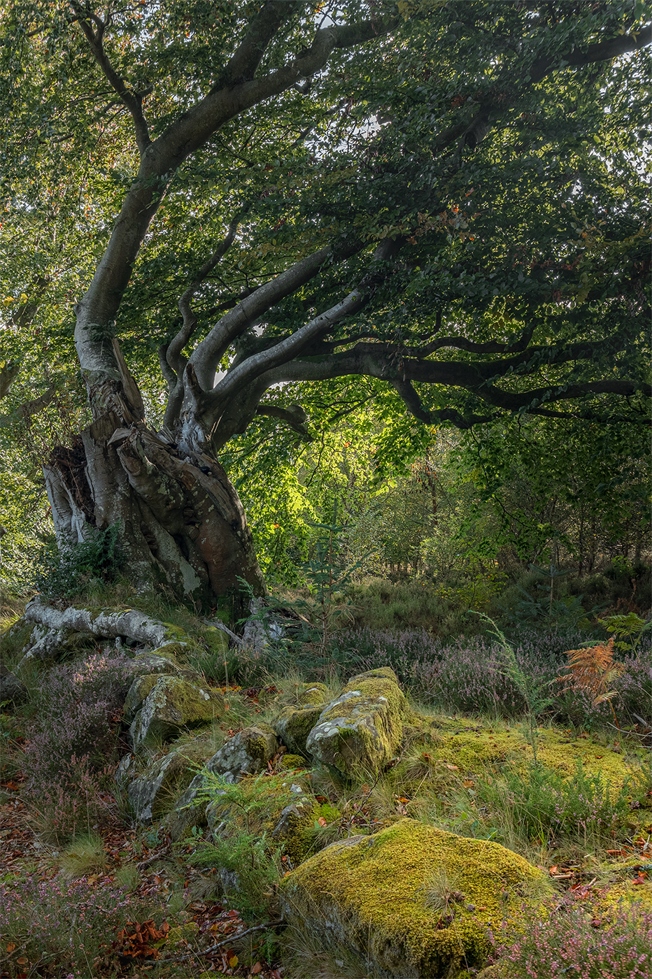 A crooked and bent coppiced tree with sprawling limbs standing beside an ancient moss covered stone wall.