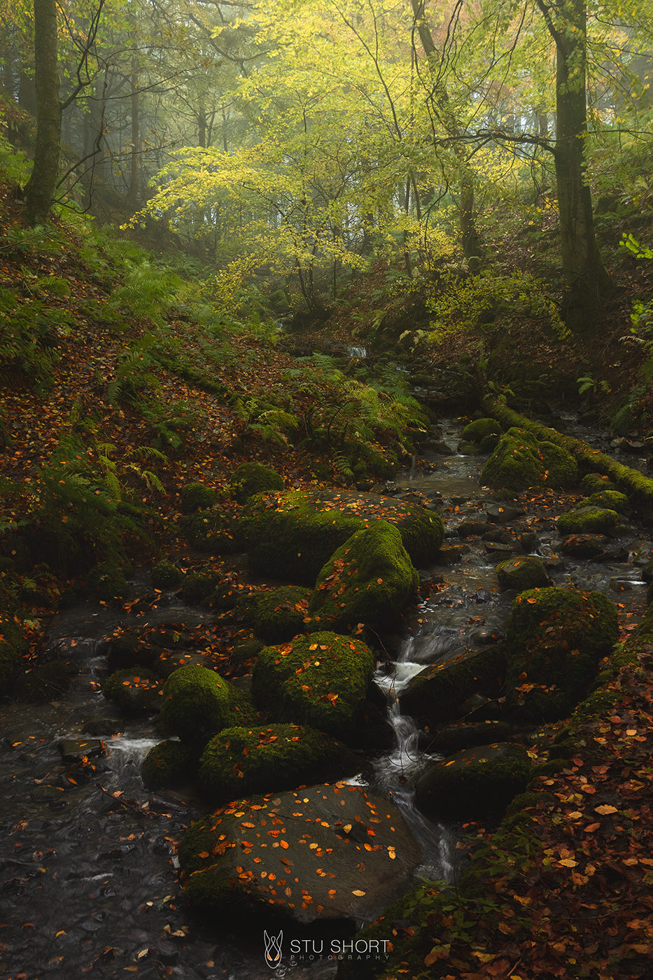 A tranquil stream meanders through a lush autumnal forest, veiled in a thin mist, with moss covered rocks and vibrant red leaves creating a picturesque natural scene.