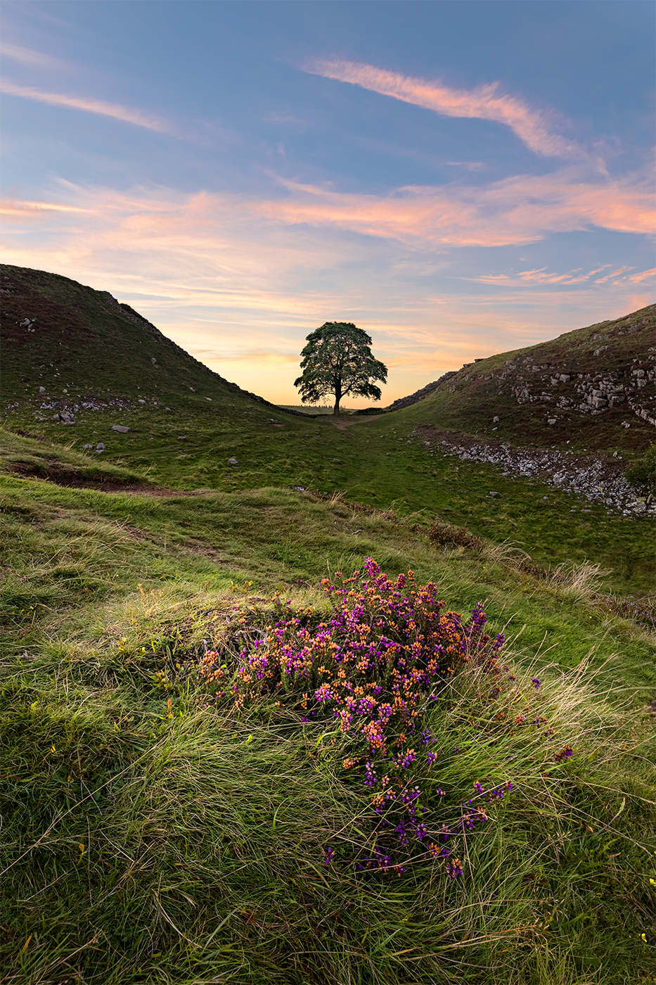 A solitary tree stands in the furrow between two hills under a serene pink sky, creating a tranquil and picturesque landscape.