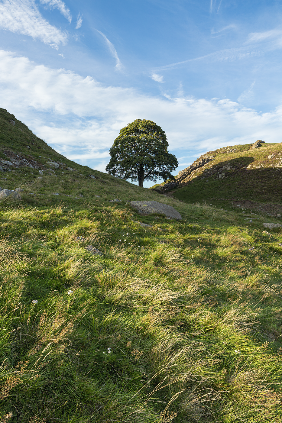 The solitary tree of Sycamore Gap as it stands within lush green hills under a clear blue sky, symbolizing tranquility and nature's beauty.