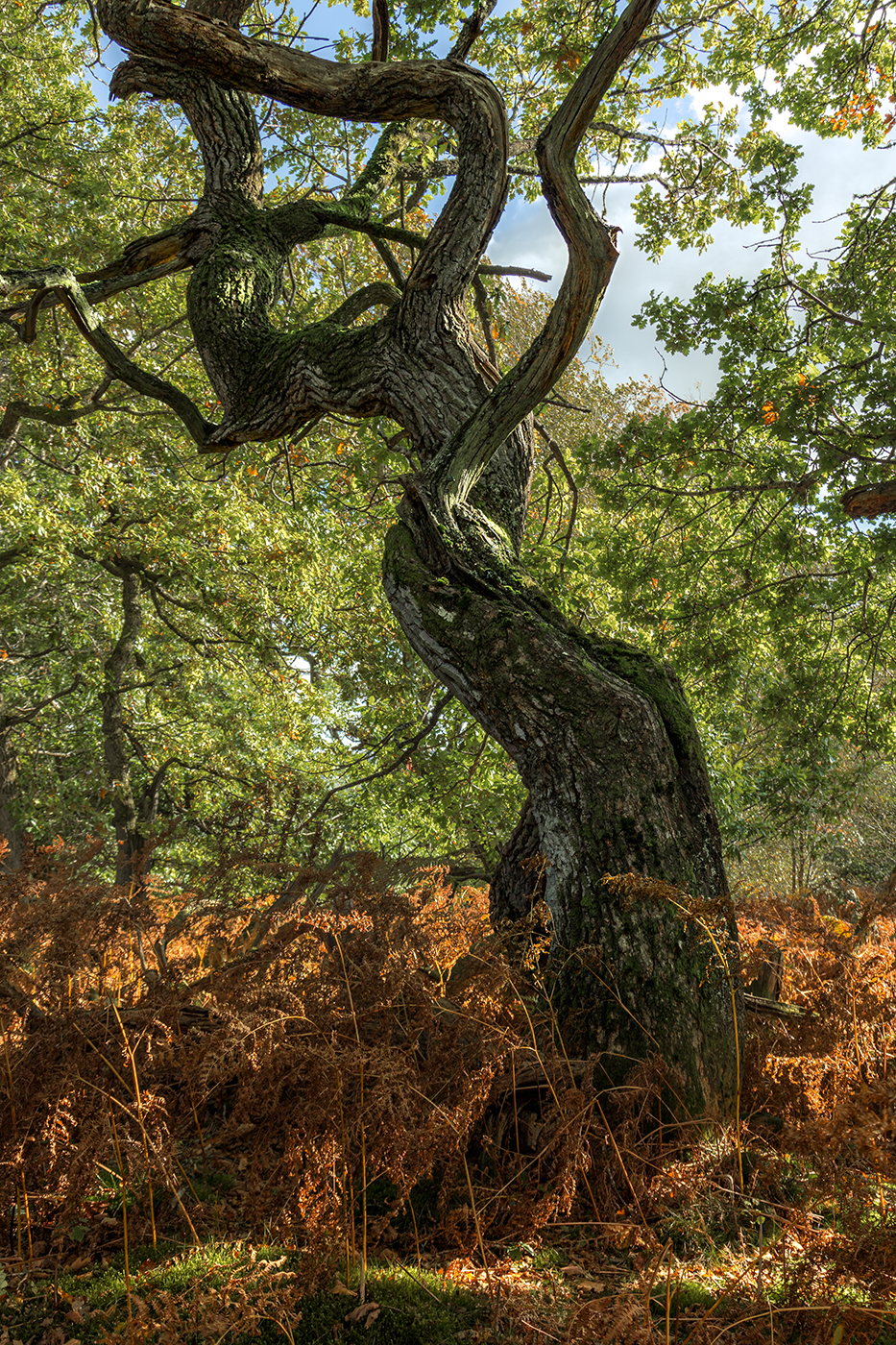 An ancient, twisted oak tree rises out of the vibrant fiery foliage of autumnal ferns.