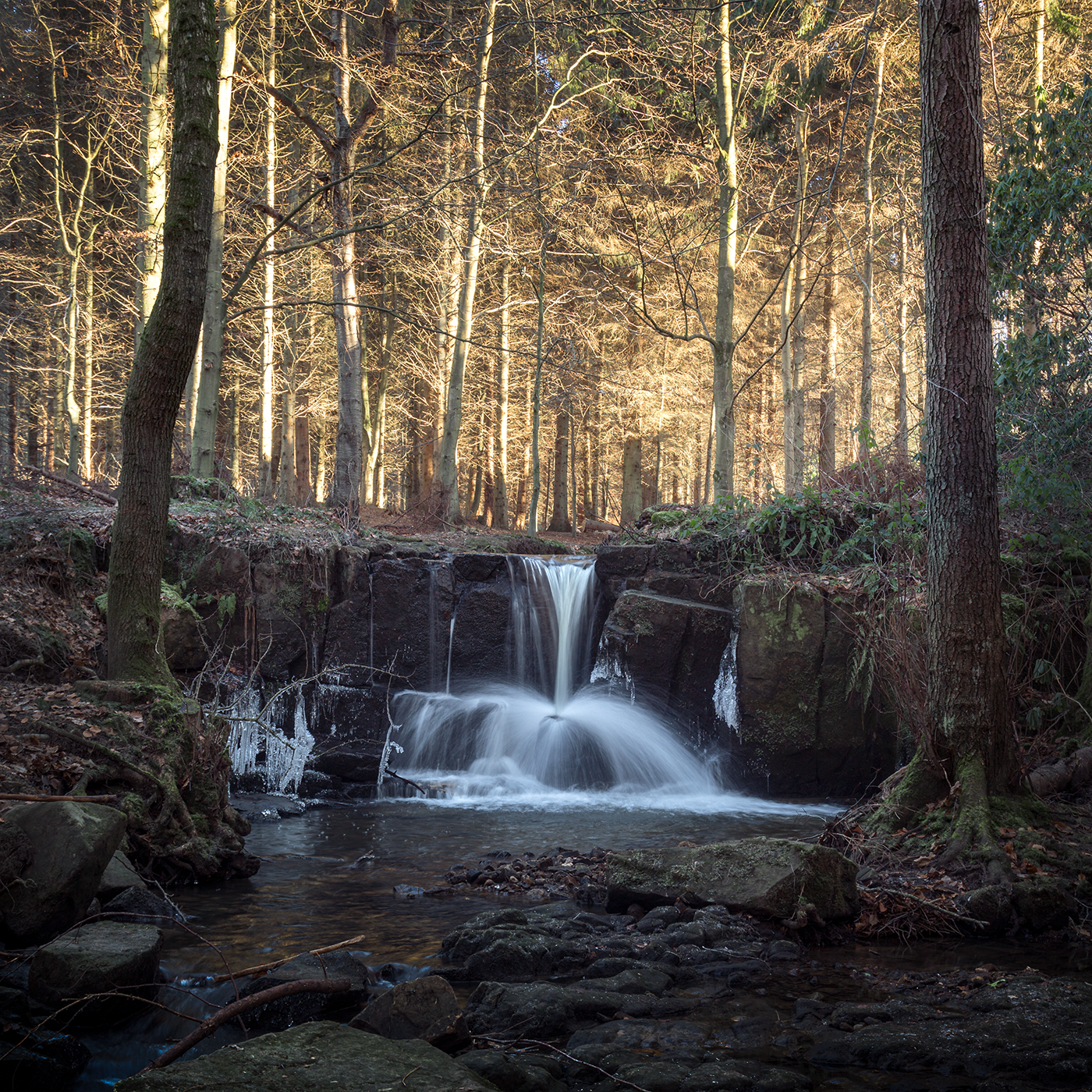 Winter landscape photography featuring a tranquil waterfall flows amidst a dense forest, framed by towering trees and natural rock formations