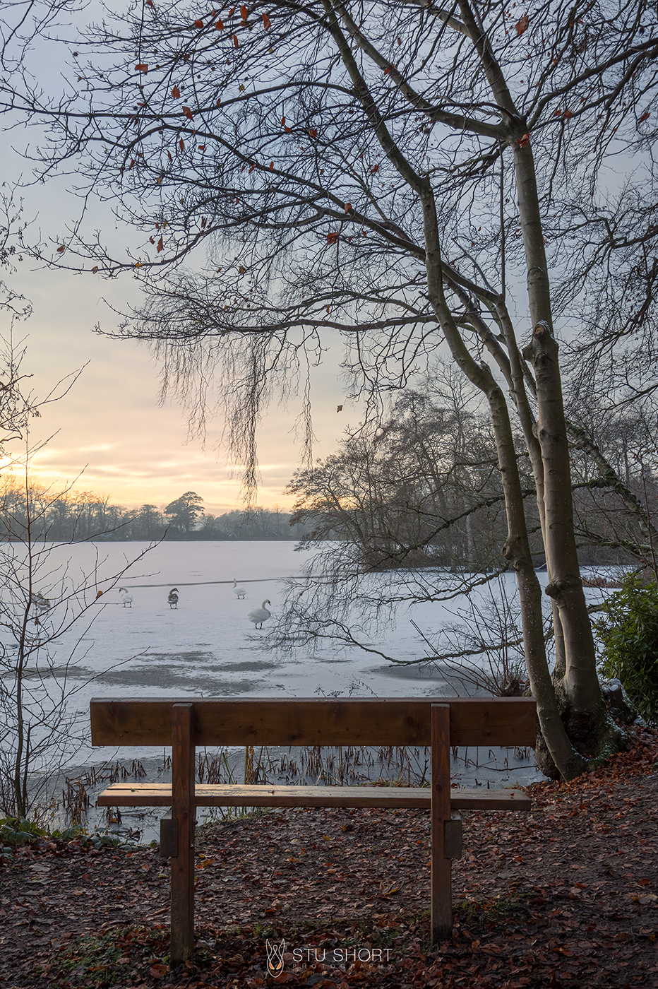 Winter landscape photography featuring an inviting bench beside a frozen lake with swans walking on the surface, inviting moments of reflection in a picturesque winter landscape.