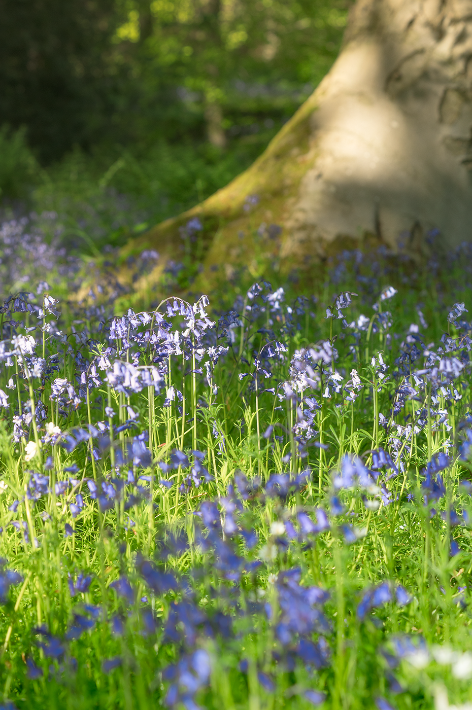 Photograph of a serene woodland scene filled with vibrant bluebells, creating a stunning carpet of blue among the lush green foliage.