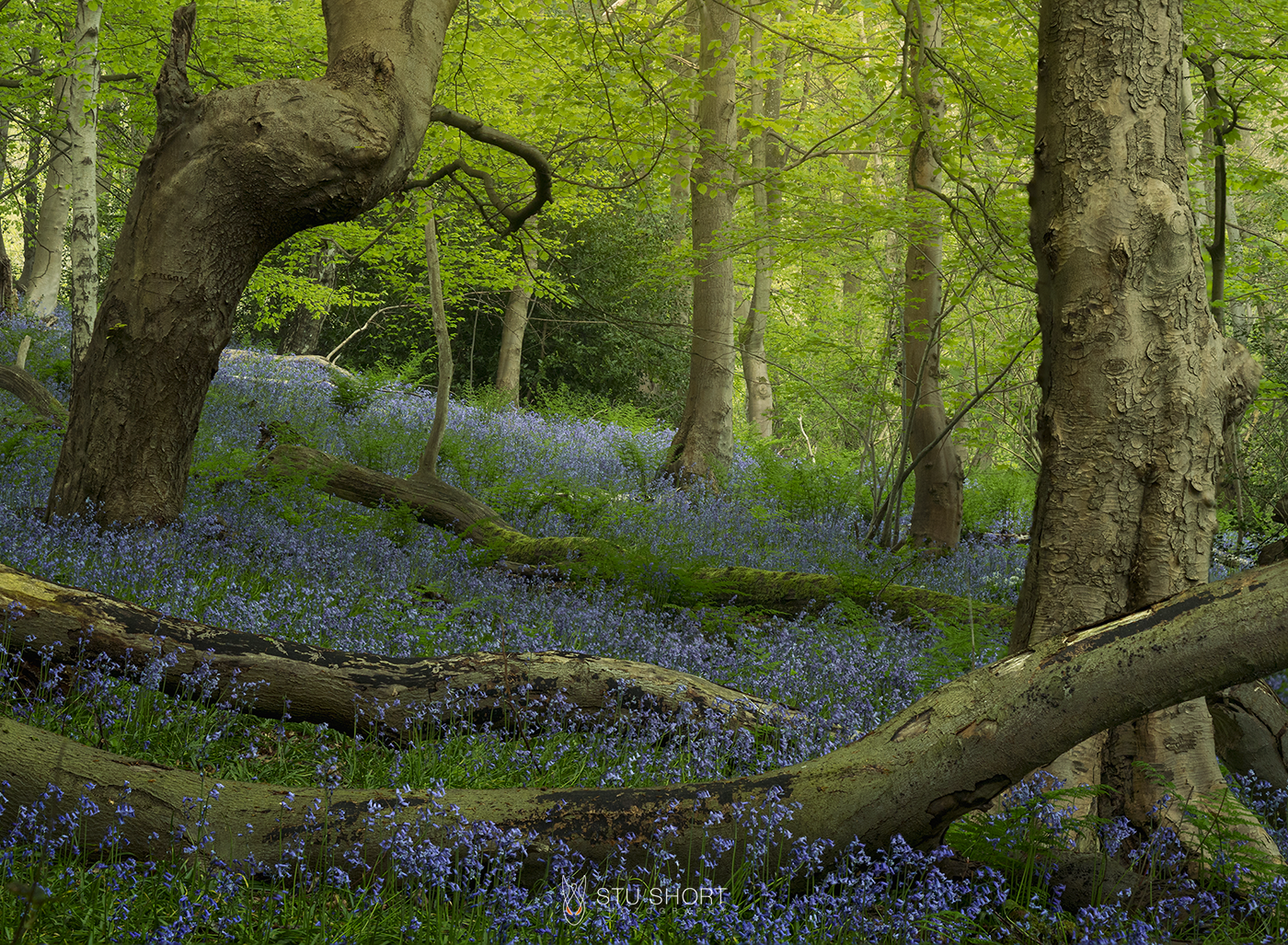 Two prominent tree trunks with rugged bark and intricate textures, flank an area of woodland with fallen tree limbs surrounded by a sea of bluebells.