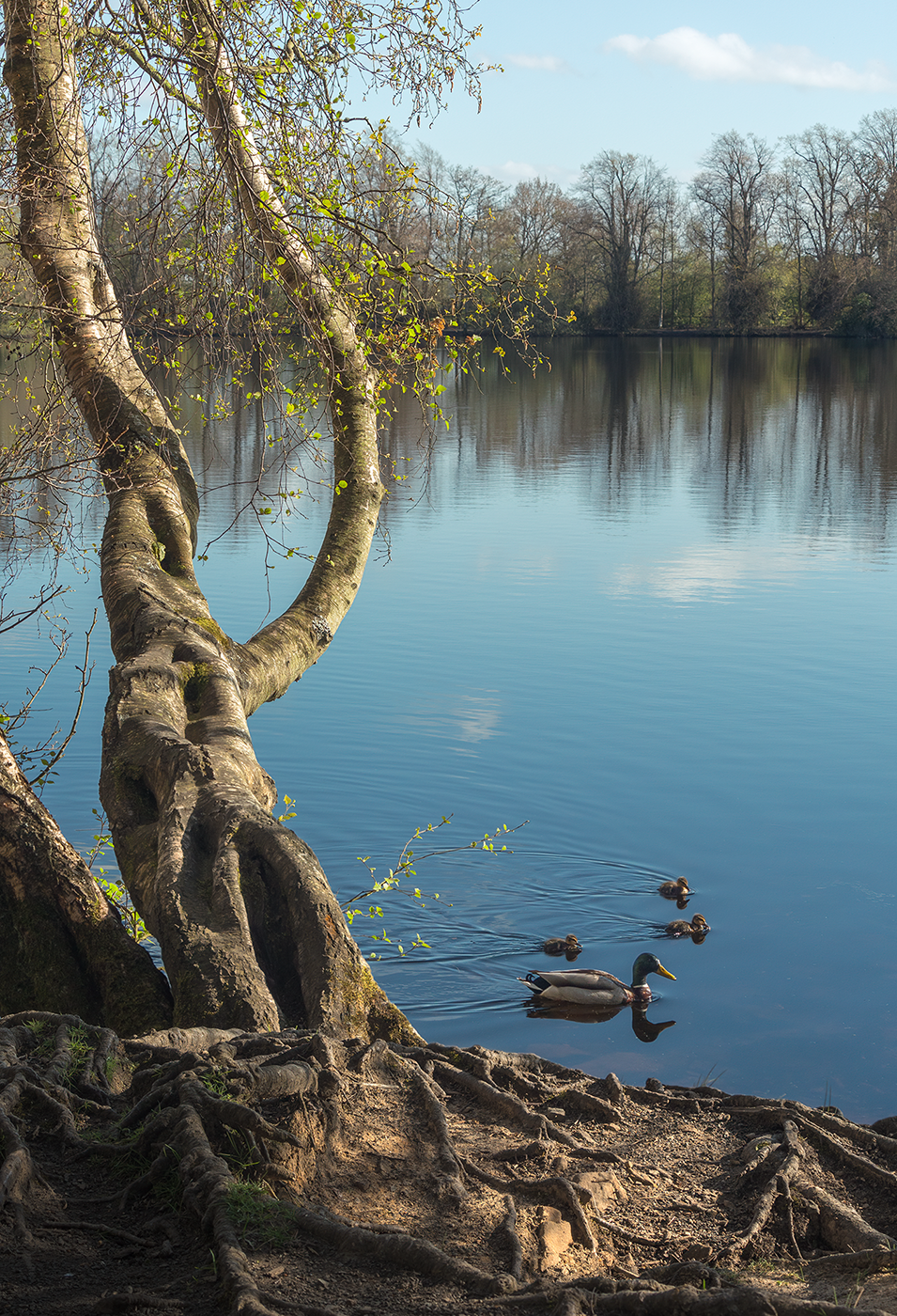 Photograph of a tranquil image of a tree trunk extending out over a calm lake, where a mother duck and her ducklings glide peacefully through the gentle ripples.