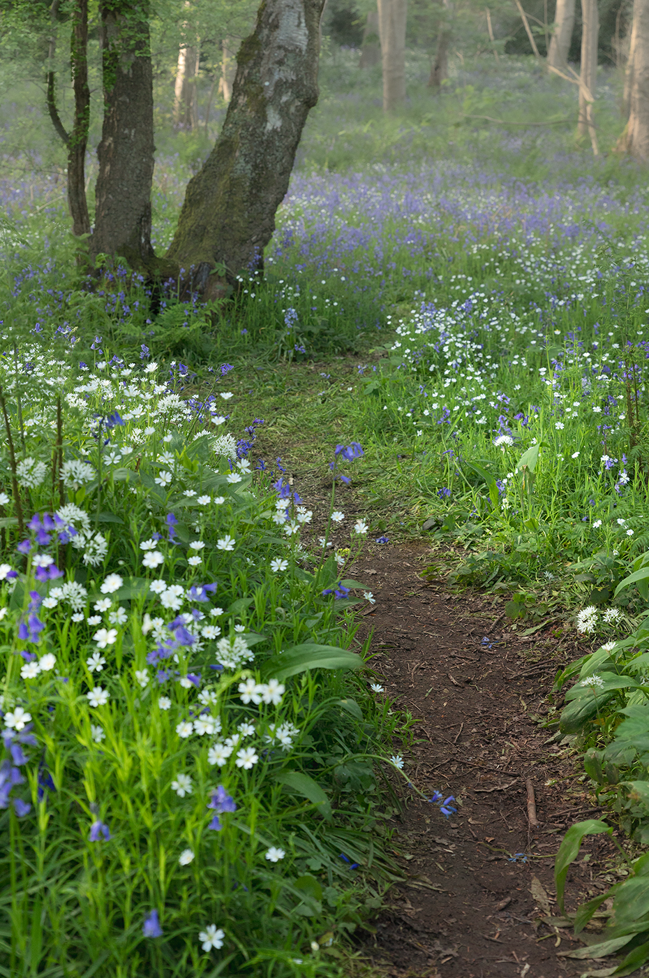 A tranquil pathway meandering through a lush forest adorned with an abundance of delicate blue flowers.