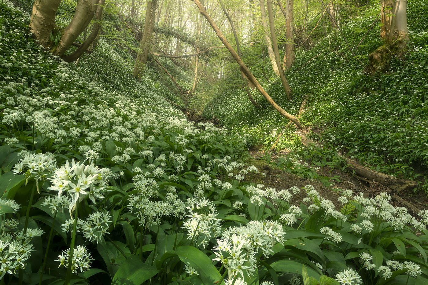 A vibrant display of wild garlic thriving in woodland, with their lush green foliage and clusters of small white blossoms.