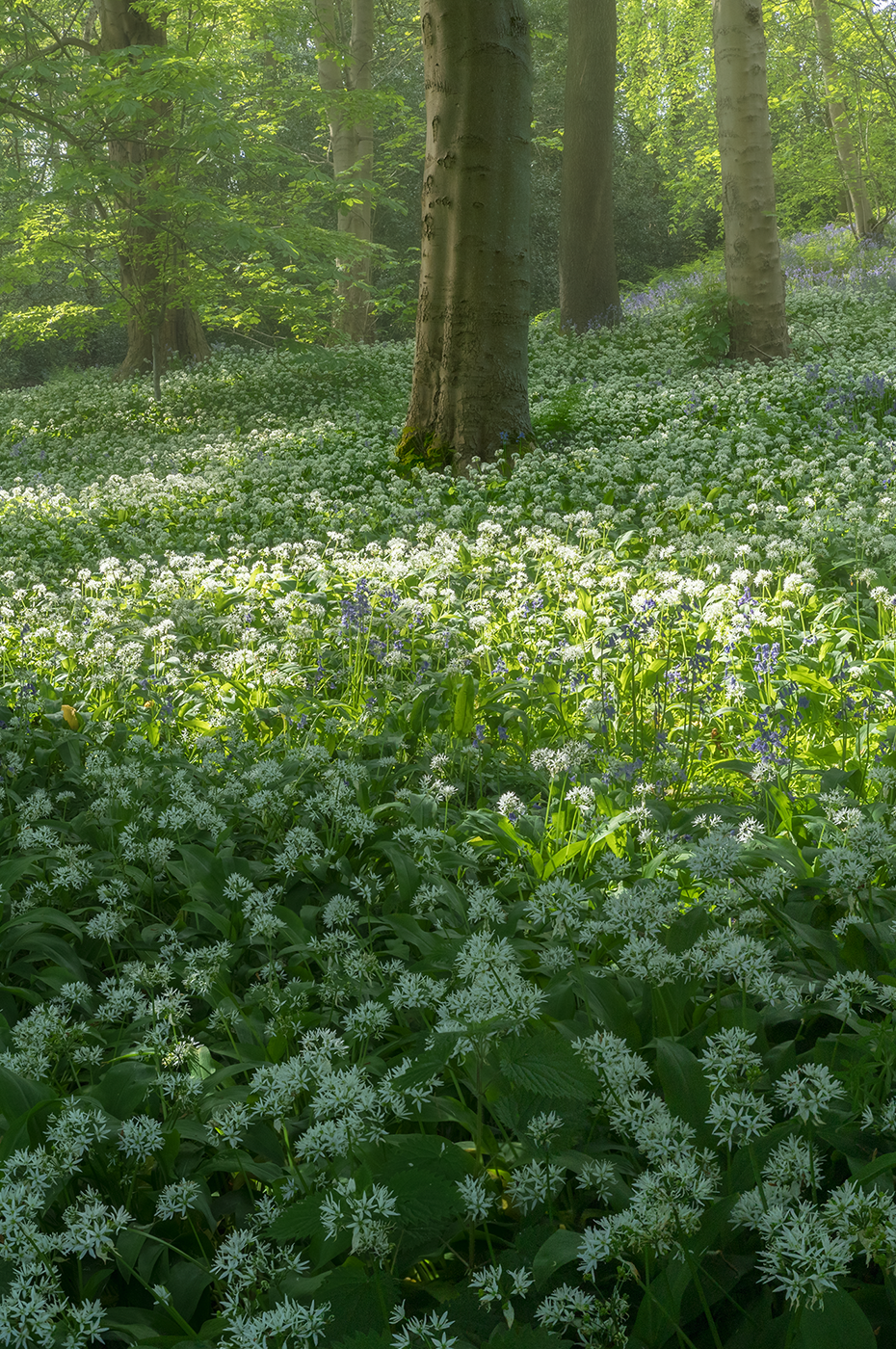 Photograph of a tranquil forest setting showcasing a lush field of white flowering garlic and bluebells blooming amidst the trees and bathing in dappled golden sunlight.