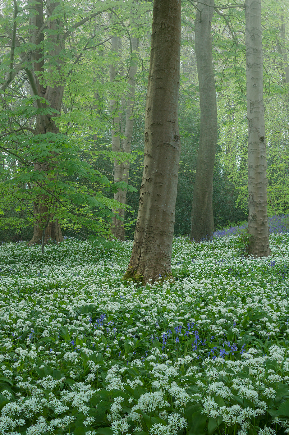 Photograph of a tranquil forest setting showcasing a lush field of white flowering garlic and bluebells blooming amidst the trees, creating a peaceful atmosphere.