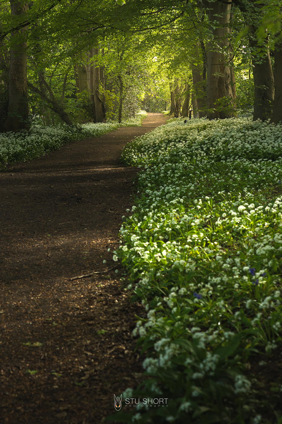 A picturesque path winding through a lush forest with a carpet of blooming flowering garlic.