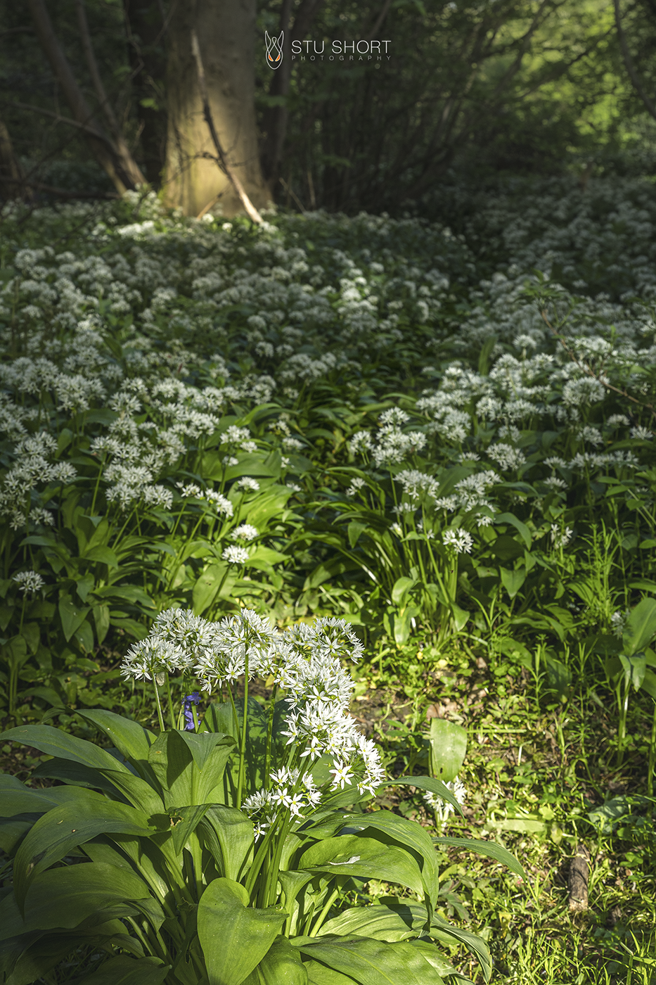 A tranquil forest setting showcasing a lush patch of white flowering garlic shaded by trees.