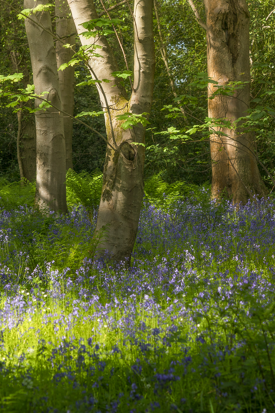 Photograph of a peaceful forest filled with towering trees and a stunning display of bluebell flowers scattered across the forest floor.