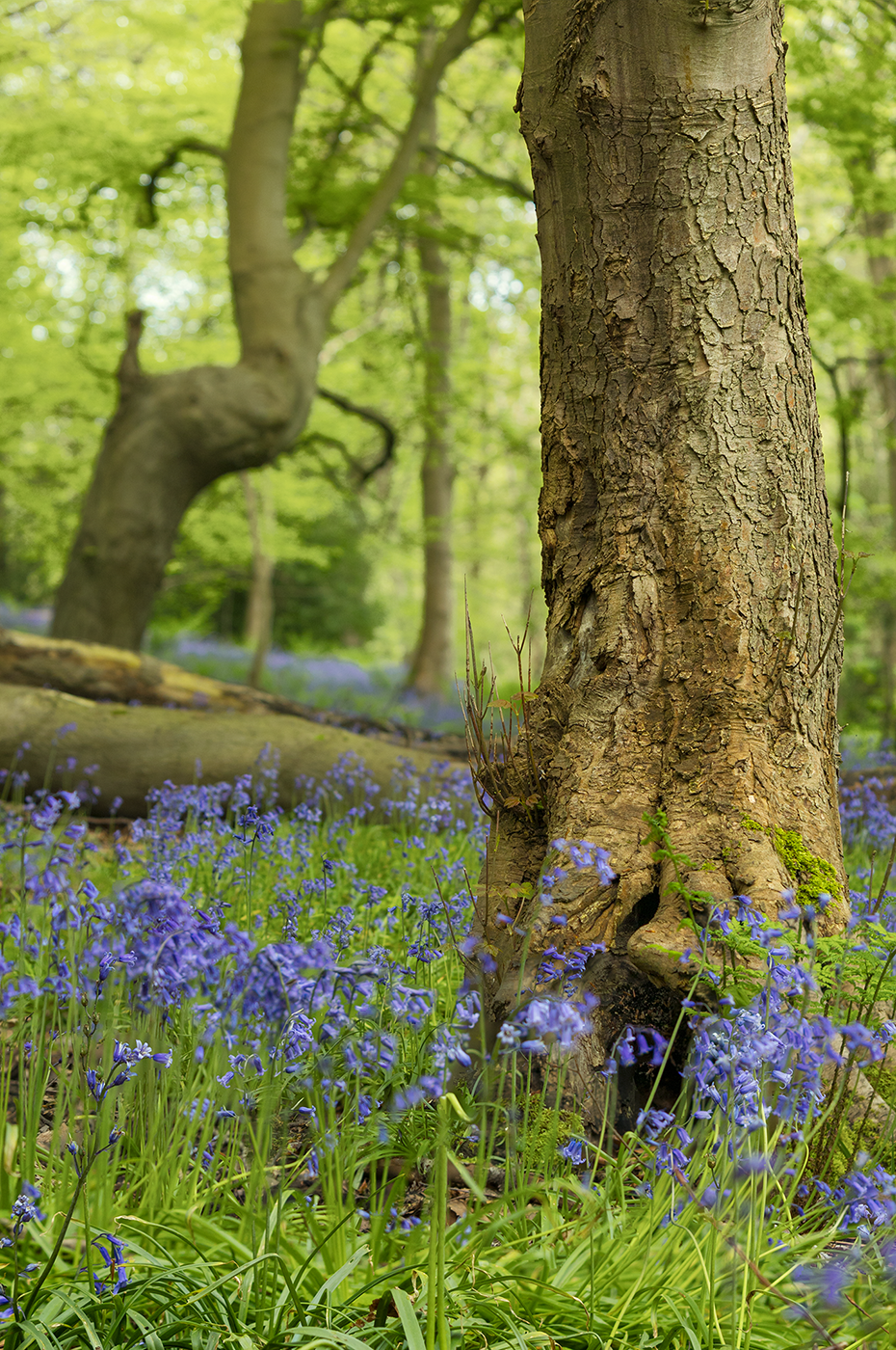 A richly textured tree stands amidst a lush green forest, surrounded by bluebells and sunlight filtering through.