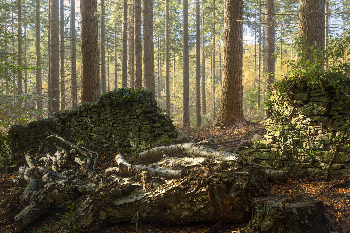 Dappled sunlight shines on a gap in a dry stone wall that leads to a forrest of fir trees beyond.