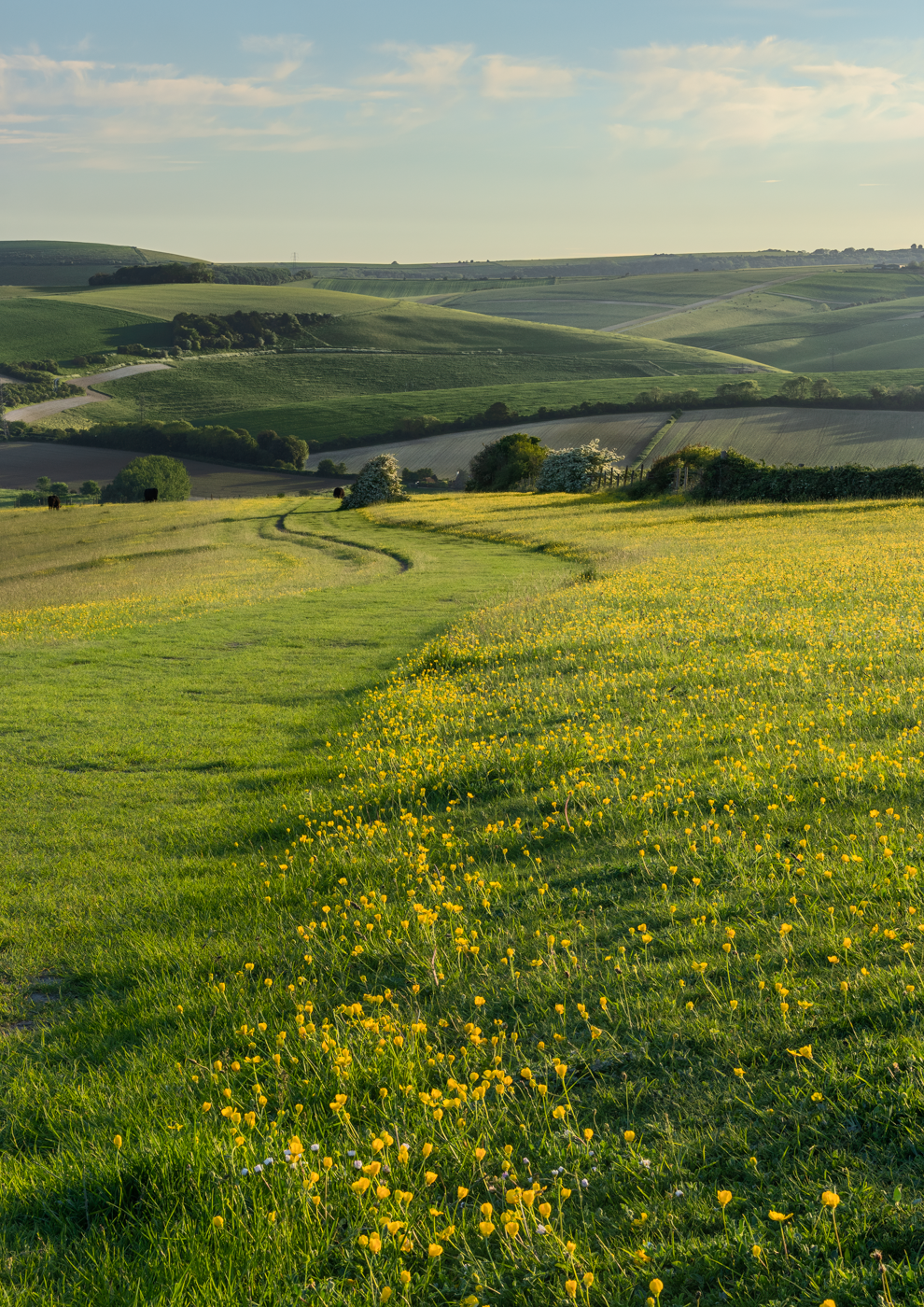 Field of yellow buttercups stretching towards rolling hills under a blue sky