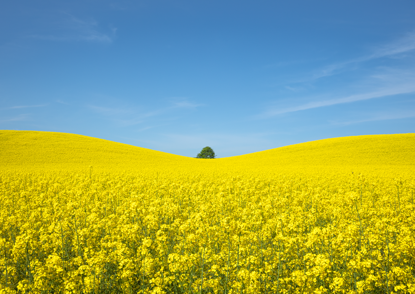 Expansive field of yellow canola flowers under a blue sky