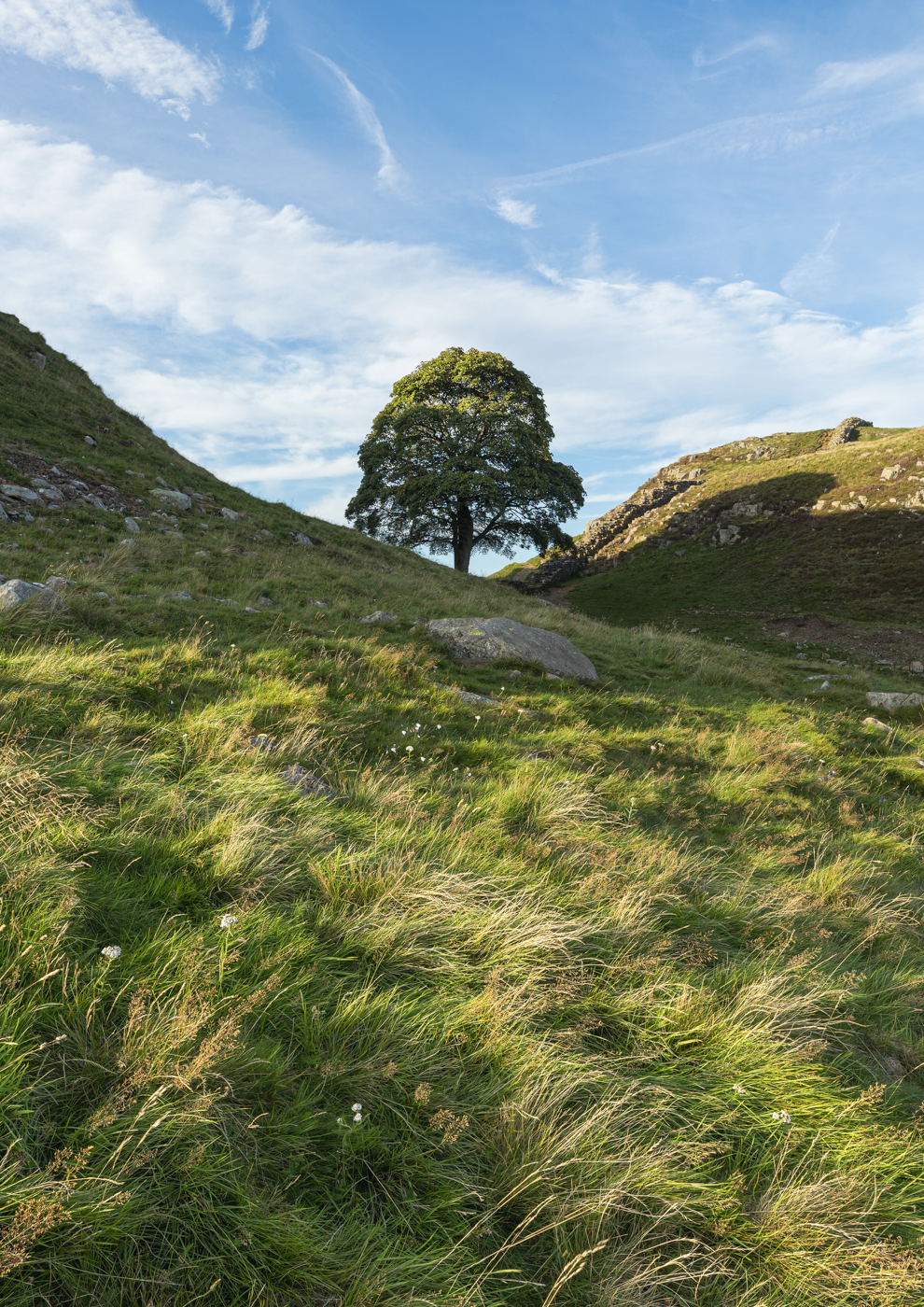 The Sycamore Gap tree standing in a dip along Hadrian's Wall with swaying grass in the foreground.