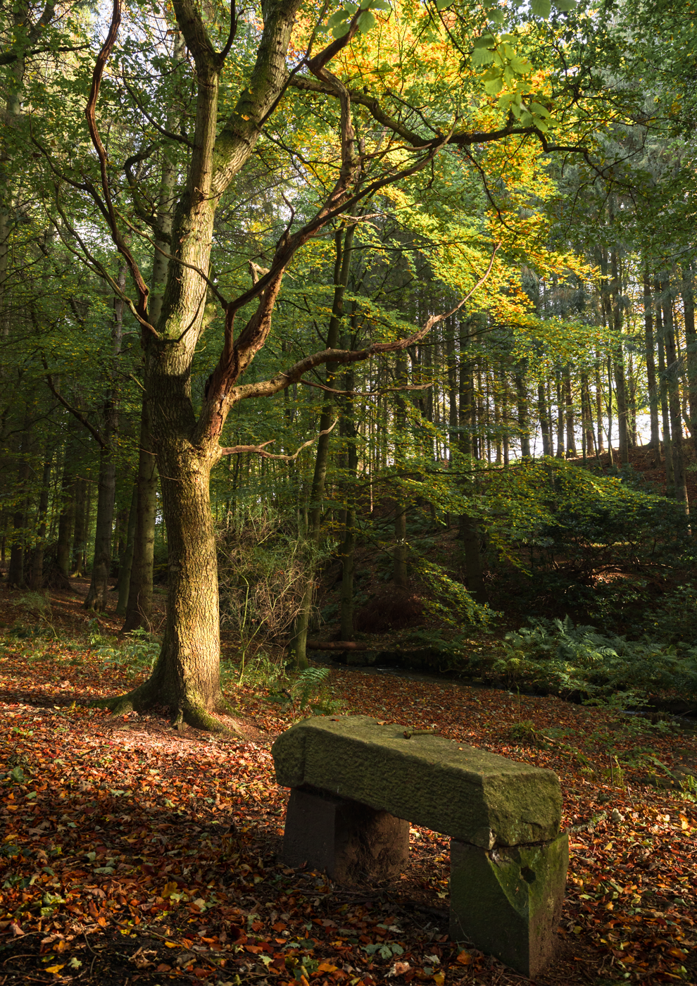 Stone bench in an autumn forest with colorful leaves scattered around.