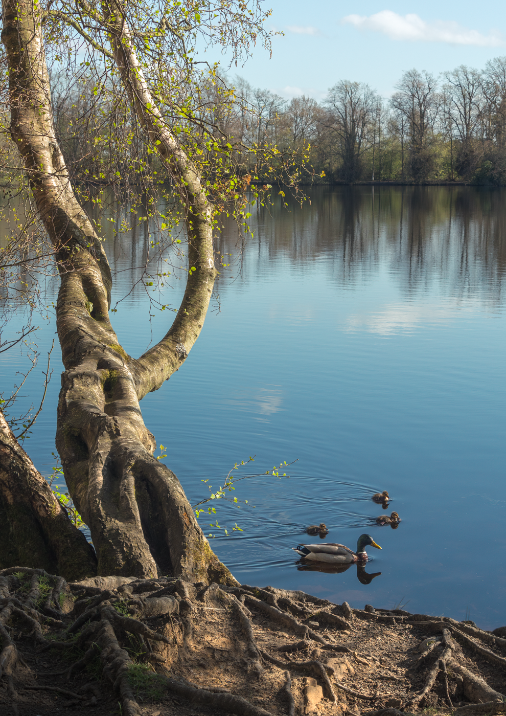 A large tree with exposed roots on the shore of a lake with ducks swimming by.