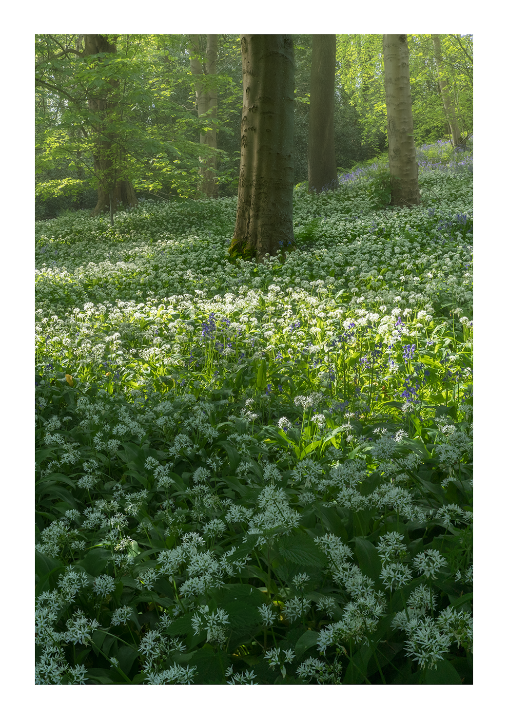 Forest floor covered in a carpet of wild garlic flowers in spring.