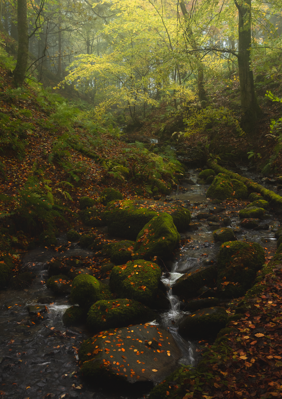 Mossy stream flowing through an autumn forest with colorful leaves.