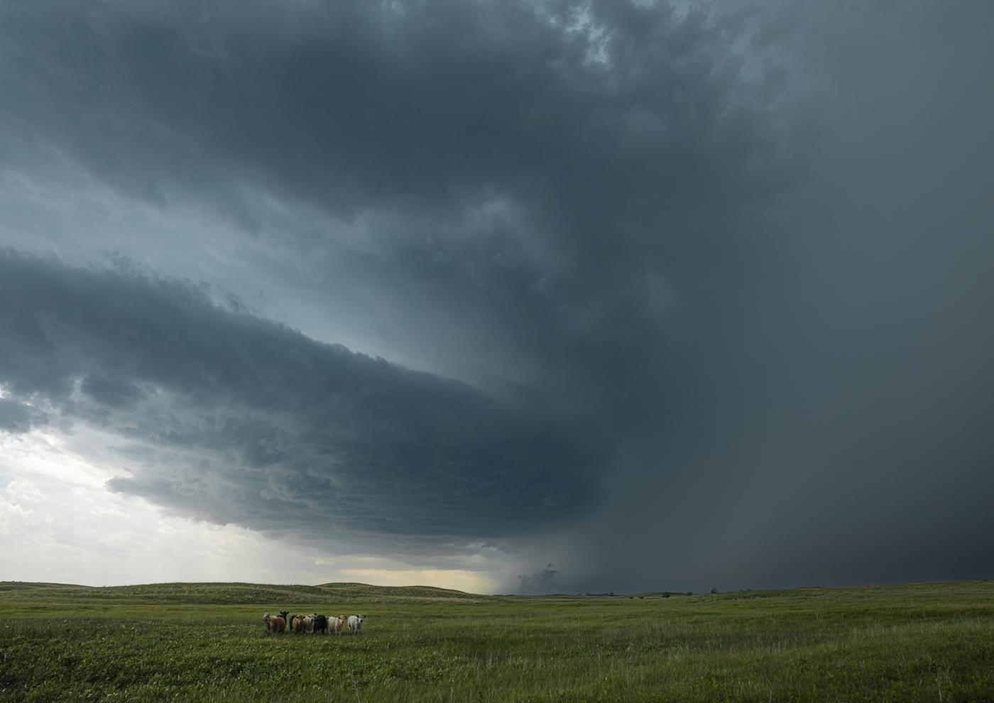 Dark storm clouds gathering over the Nebraska Sandhills with a herd of cows in the foreground.