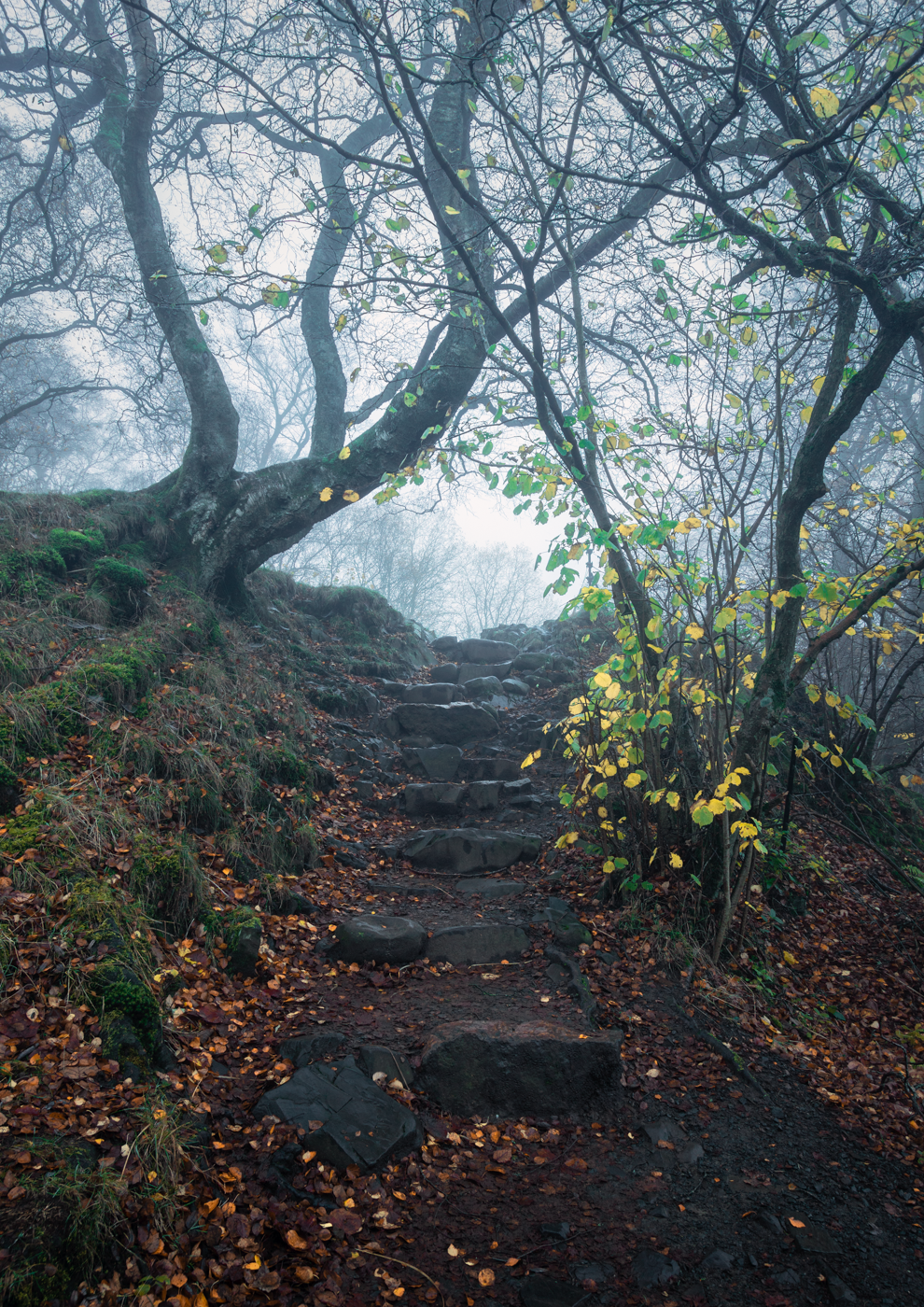 Misty forest path with stone steps leading into the fog.