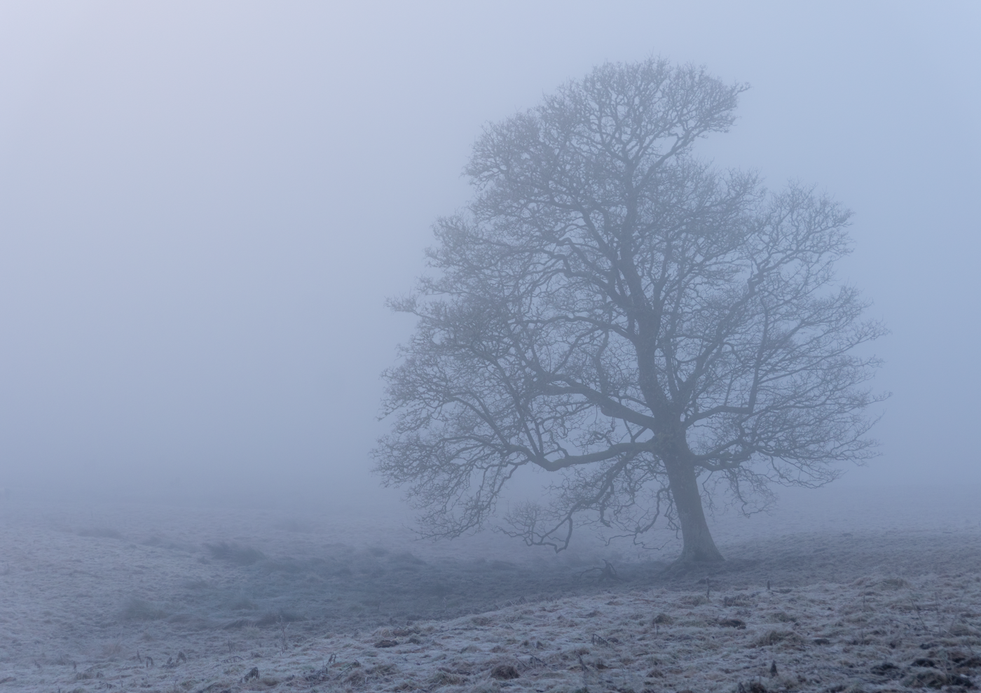 Lone tree standing in a misty field.