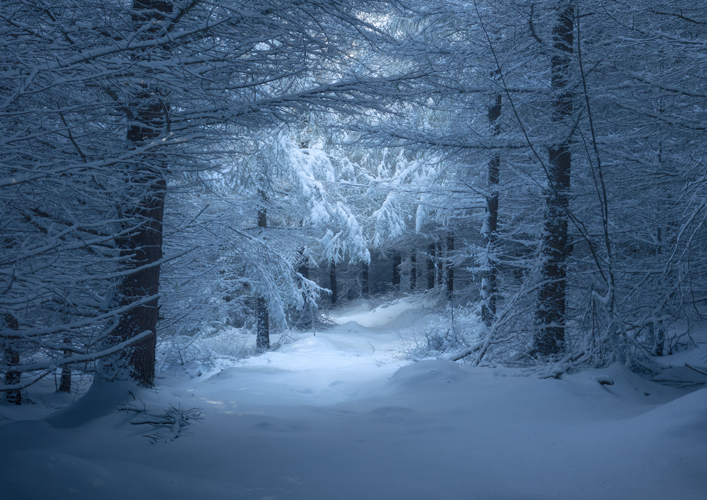 A snow-covered path leads through a dense forest with snow-laden trees under soft light.