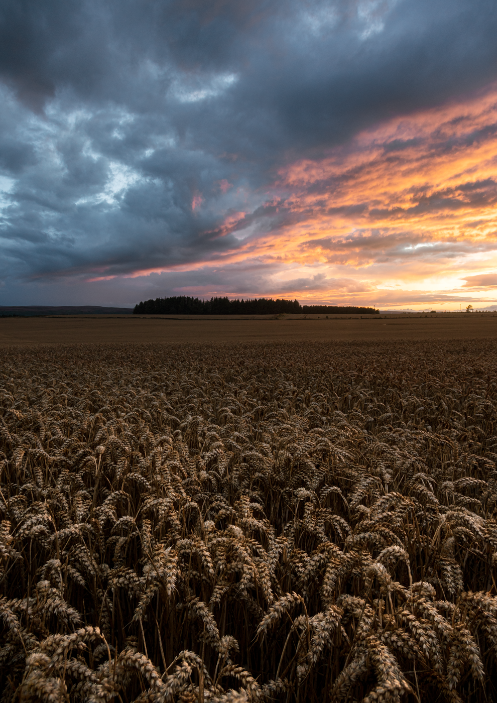 Wheat field with a dramatic sunset and stormy clouds in the background.