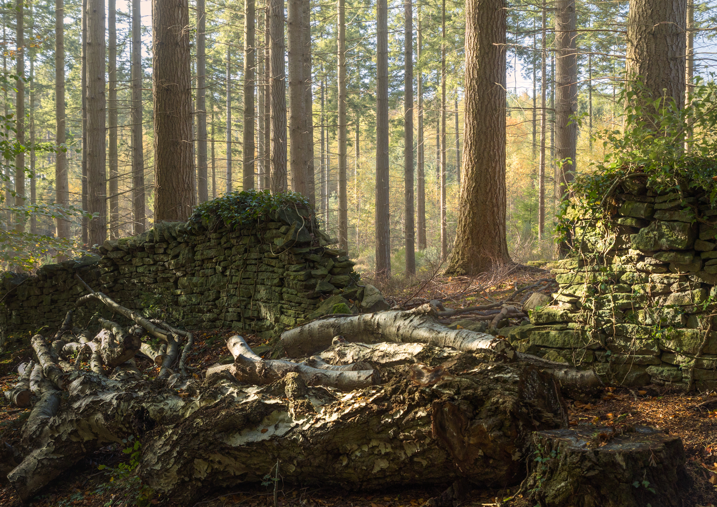 Stone ruins nestled amidst towering trees in a peaceful forest setting, with a fallen birch log in the foreground.