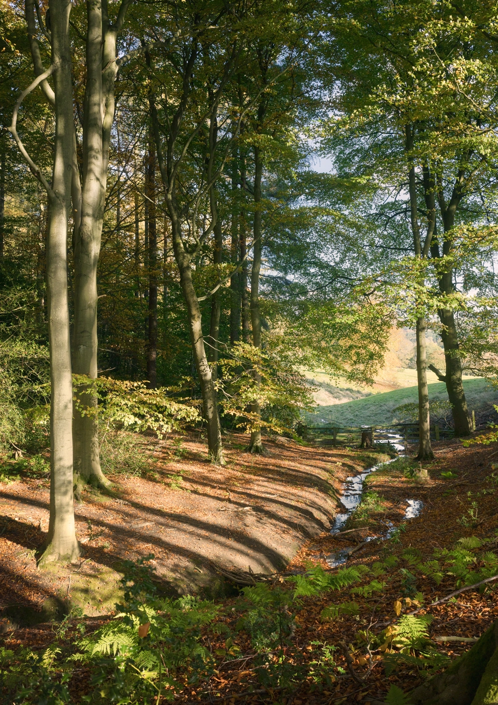 Sunlit forest path alongside a stream with colorful autumn leaves.