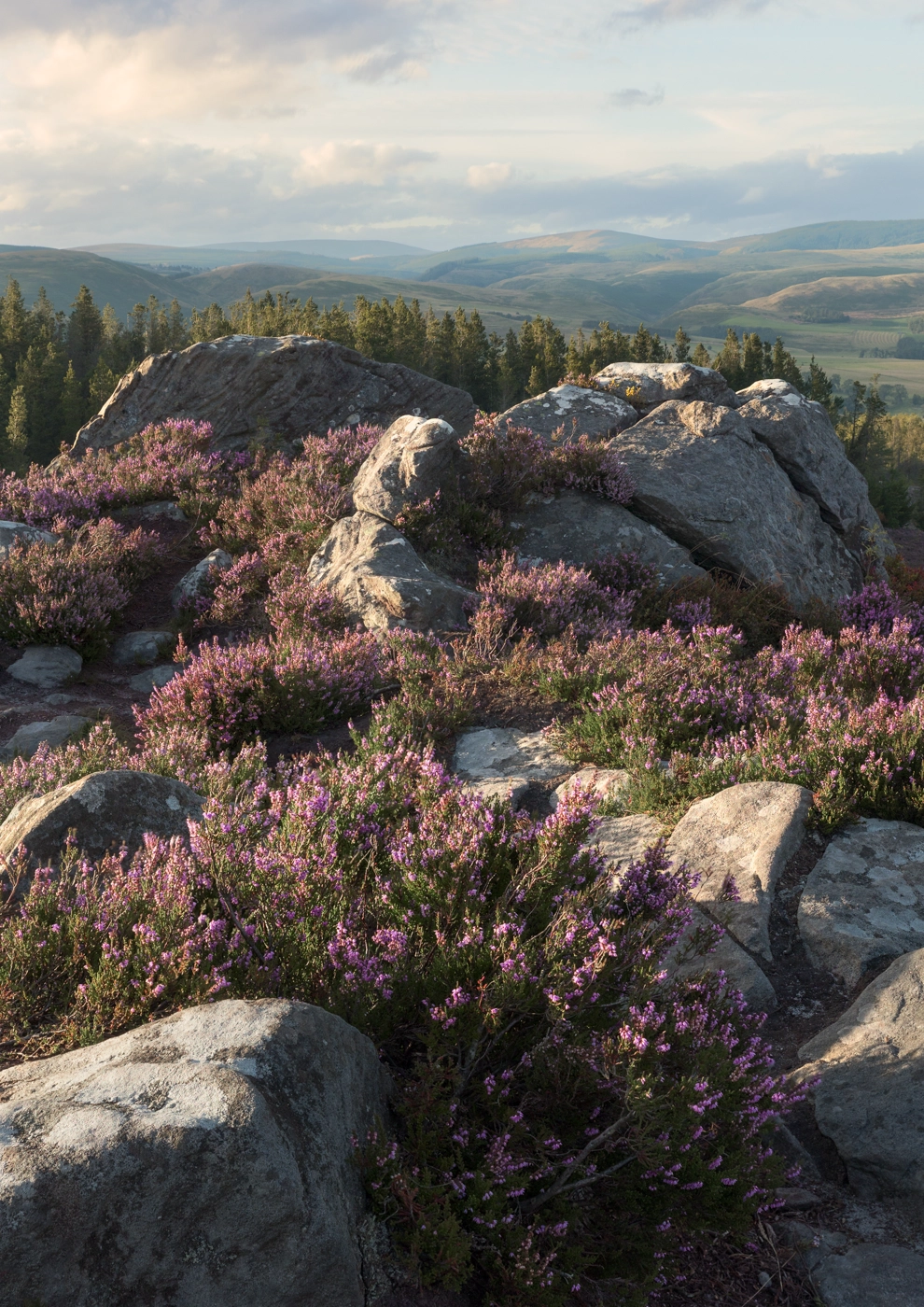 Heather blooming on a rocky moorland landscape.