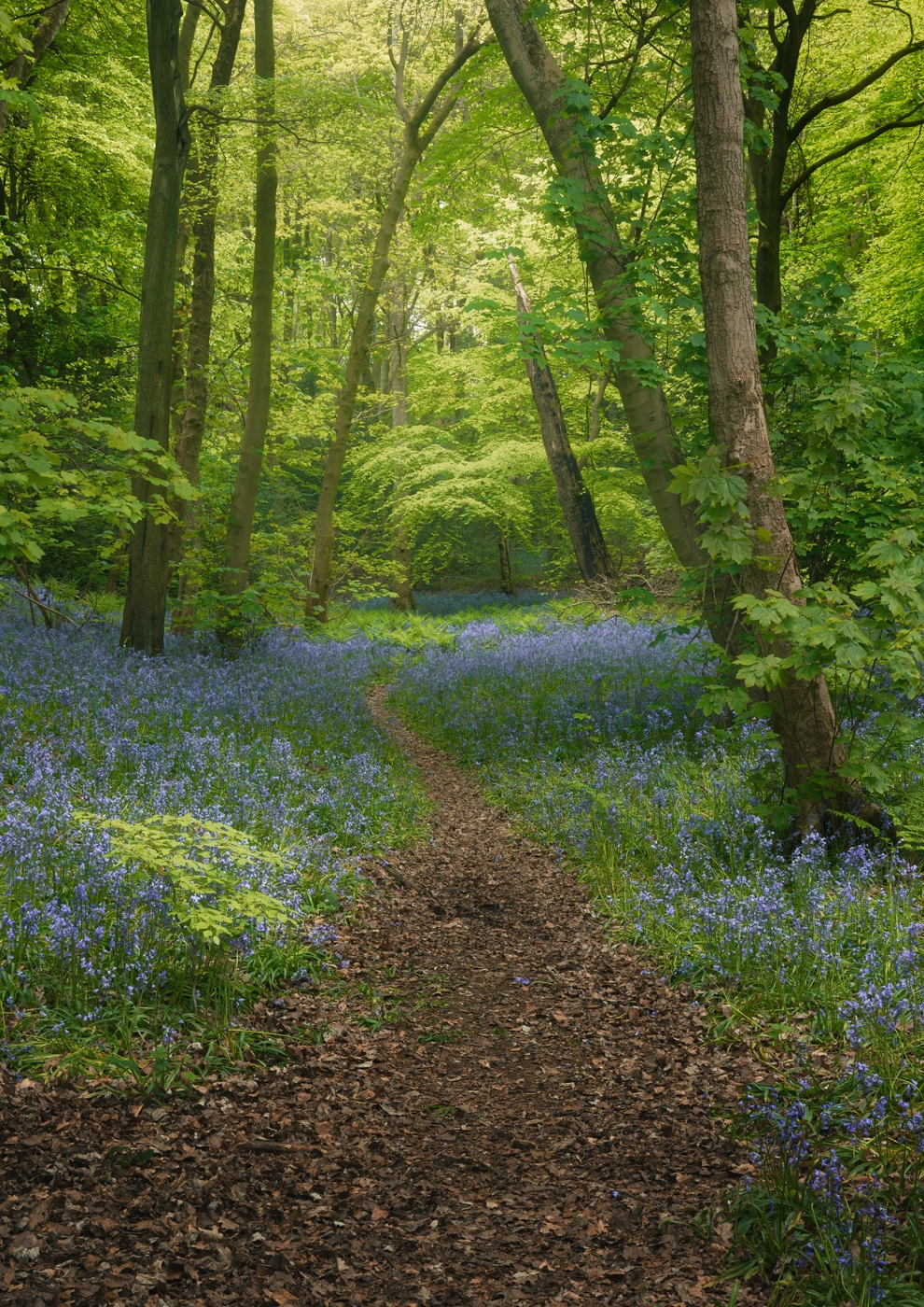 Path winding through a bluebell wood in springtime.